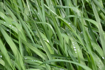 Green grass. Dew on the grass. A lawn