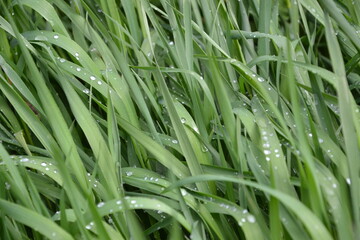 A green lawn. Dew on the grass