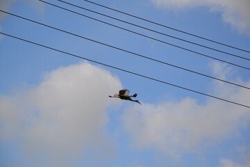 A stork's nest. A bird's nest. The village