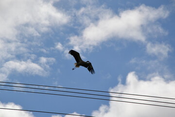 A stork's nest. A bird's nest. The village