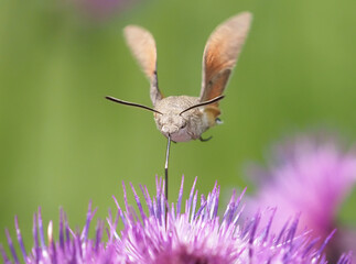 The hummingbird hawk-moth, Macroglossum stellatarum, on a purple Cirsium rivulare thistle flower