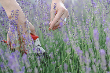 a pruning lavender