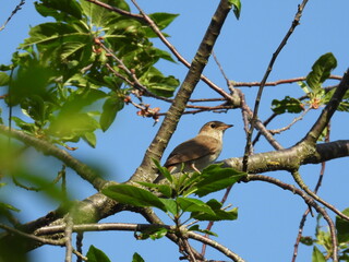 nightingale bird