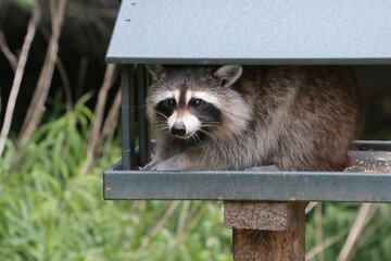 Female Raccoon walking down forest trail on bright summer day