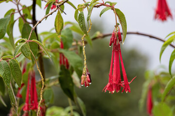 Close-up photography of  hanging fuchsia boliviana flowers, and some fruits in the background, with raindrops on them, in a farm in the eastern Andean mountains of central Colombia.