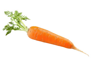 A carrot is shown with its green top still attached