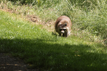 Female Raccoon walking down forest trail on bright summer day