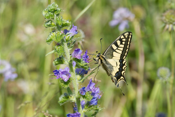 Old World Swallowtail or common yellow swallowtail (Papilio machaon) sitting on blueweed in Zurich, Switzerland