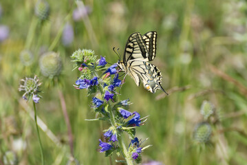 Old World Swallowtail or common yellow swallowtail (Papilio machaon) sitting on blueweed in Zurich, Switzerland
