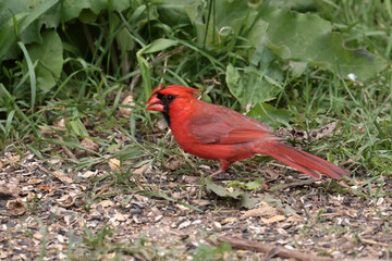 Male Cardinal in summer