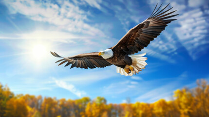 Naklejka premium bald eagle flying with open wings, full body portrait photo against a blue sky background