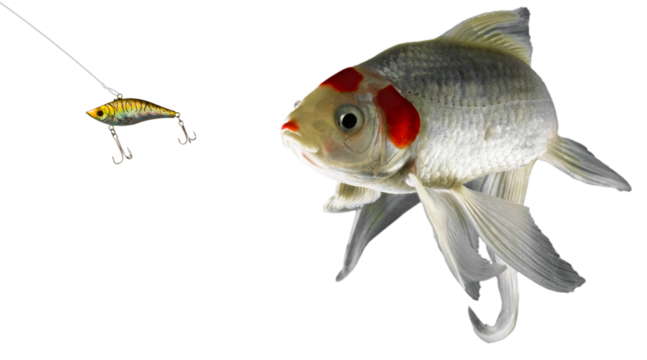 Gold and black crankbait that gained a fish's attention