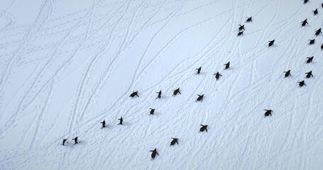 Big group of Gentoo penguins walking snowy landscape. Explore wildlife in Antarctica. Beauty of wild animals life and untouched nature on South Pole. Aerial drone flight over Antarctic birds migration