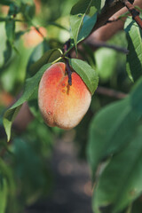 One ripe peach hanging on a tree branch