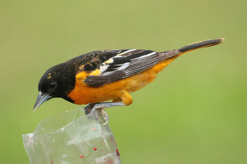 Baltimore Oriole on perch eating jam