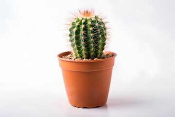 Spiky Green Cactus in Terracotta Pot Against White Background