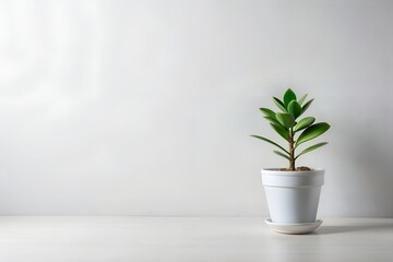 Minimalist Indoor Plant in White Pot Against Plain Background