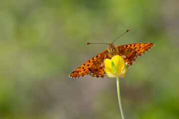 green background and red butterfly, Pearl-bordered Fritillar, Boloria euphrosyne