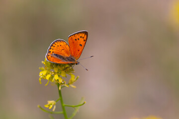 little butterfly with orange wings