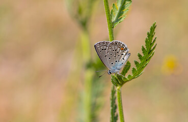 tiny butterfly hiding in the grass, Polyommatus loewii
