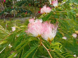 Calliandra brevipes or pink powderpuff flowers, is an attractive shrub with finely divided leaves and clusters of red powder-puff flowers.