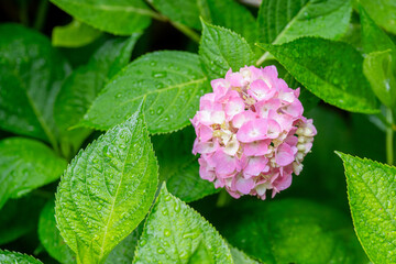 雨に濡れる紫陽花