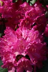 pink and green leaves