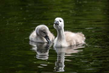 Two mute swan (Cygnus olor) chicks, about two weeks old, drink water from a pond