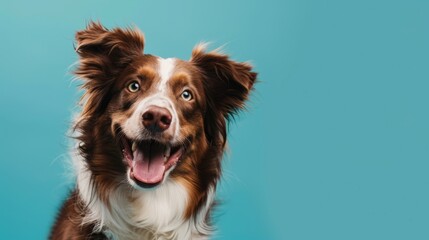 The smiling brown dog