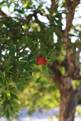 Fototapeta premium A small red unopened flower on a tree