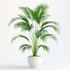 Fototapeta premium Tall parlor palm in a white minimalist pot isolated on a solid white background