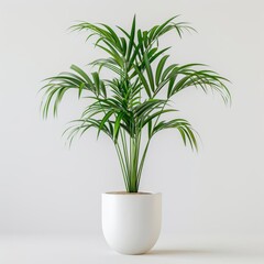 Tall parlor palm in a white minimalist pot isolated on a solid white background