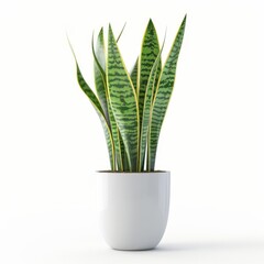 Tall snake plant in a white minimalist pot isolated on a solid white background