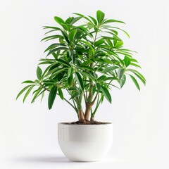 Tall umbrella plant in a white minimalist pot isolated on a solid white background