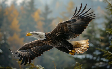Obraz premium Bald eagle flying in the forest