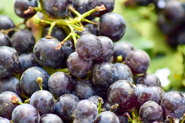 plums on the market