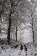 Wald nach Wintereinbruch im Frühjahr, Thüringer Wald, Deutschland