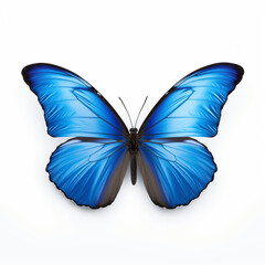 butterfly isolated on white