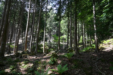 日本,山,栃木,新緑