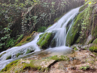 Cascade in the forest