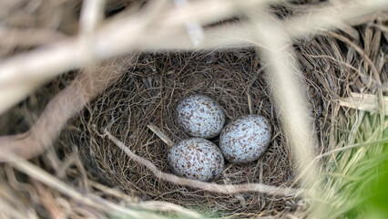 Bird egg on the nest.