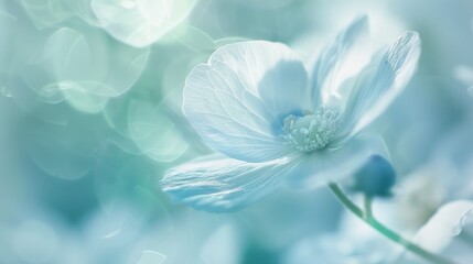 Delicate white petals unfold softly, showcasing gentle curves and subtle texture, set against a calming teal background, evoking serenity and peacefulness in this dreamy, high-contrast close-up.