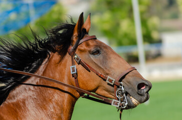 head of a horse galloping on the green background of a field. Equestrian race