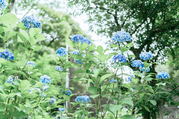 上野に咲く美しい紫陽花