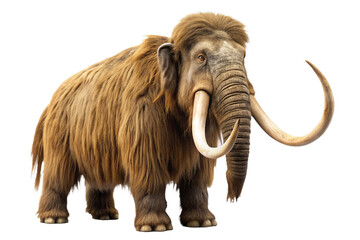 Obraz premium Woolly Mammoth Standing Front View, Prehistoric Animal Isolated on White Transparent Background, PNG Element