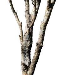 old tree branch without leaf isolated