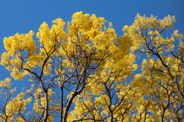 Spring blossom banner. The Spring. Yellow blossom tree on blue sky background. Spring blossom, branch of a blossoming tree. Blossom spring season.