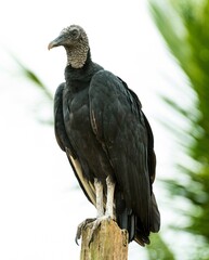Coragyps atratus