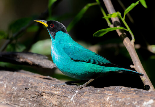 Chlorophanes spiza - Green Honeycreeper