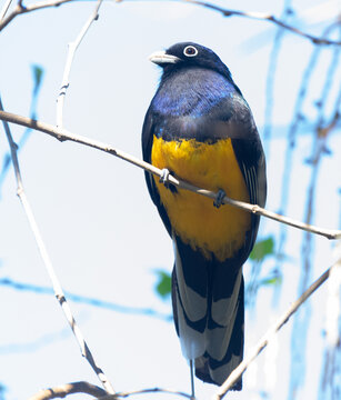 Trogon viridis